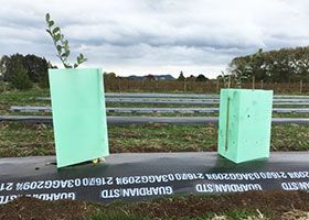 UV Stable High-Impact Coroplast Corrugated Plastic Green Tree Guards