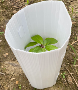 Plastic corrugated sapling protector for outdoor use