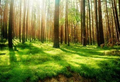 Protecting saplings to accumulate wood resources