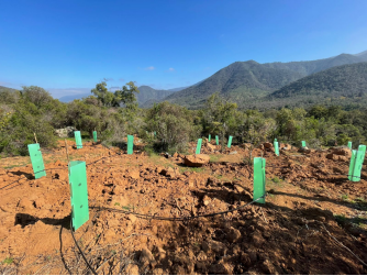 Corrugated plastic tree guards and sapling protectors