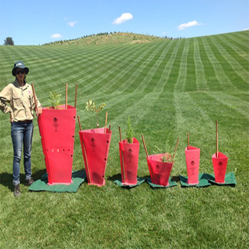 Corflute Tree Guards : ideal solution for protecting young trees 